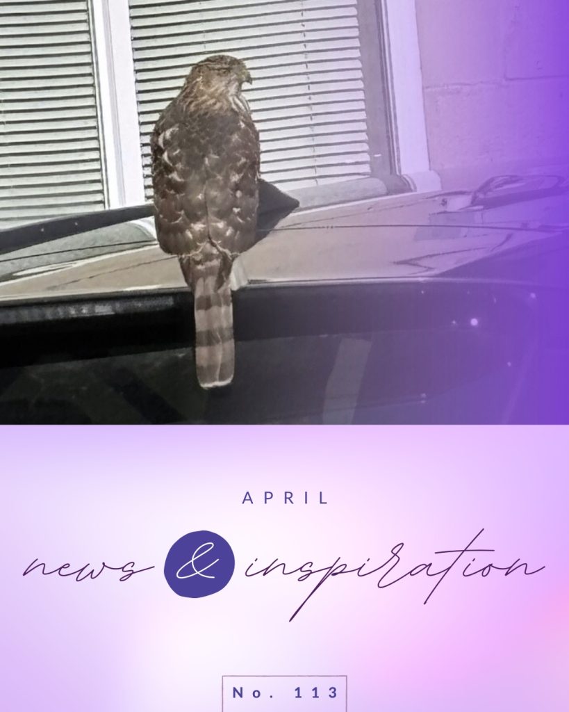 Yoga Centre of Niagara newsletter header