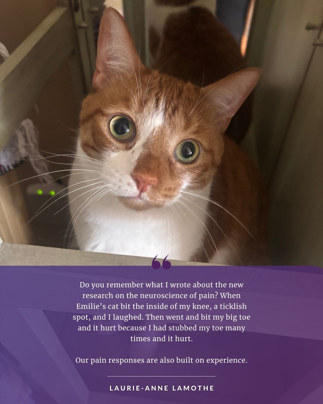 Quote from Laurie-Anne Lamothe overlaid on an image of a cat